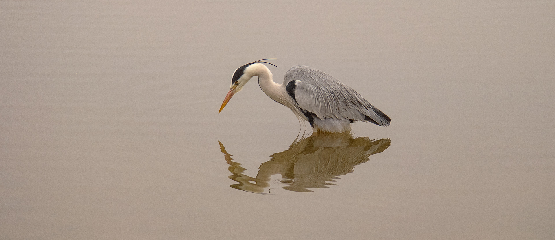 Heron