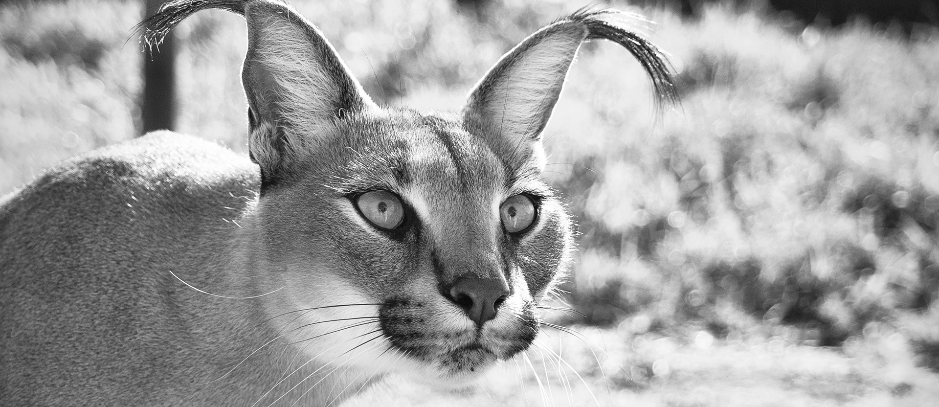 Caracal