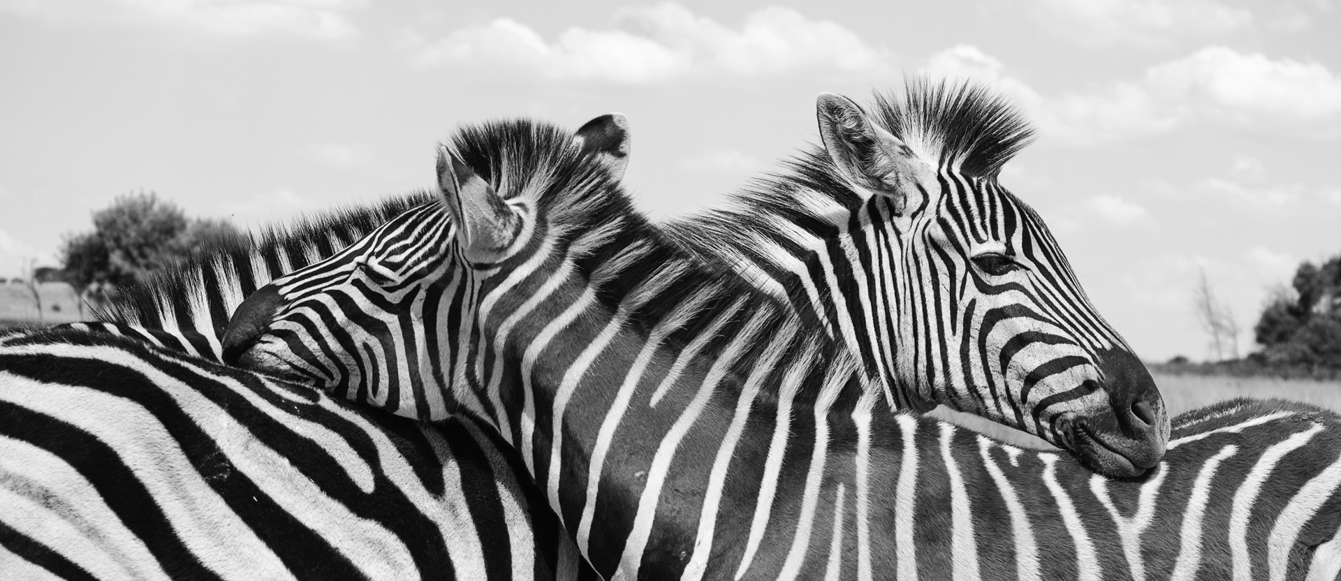 Zebras