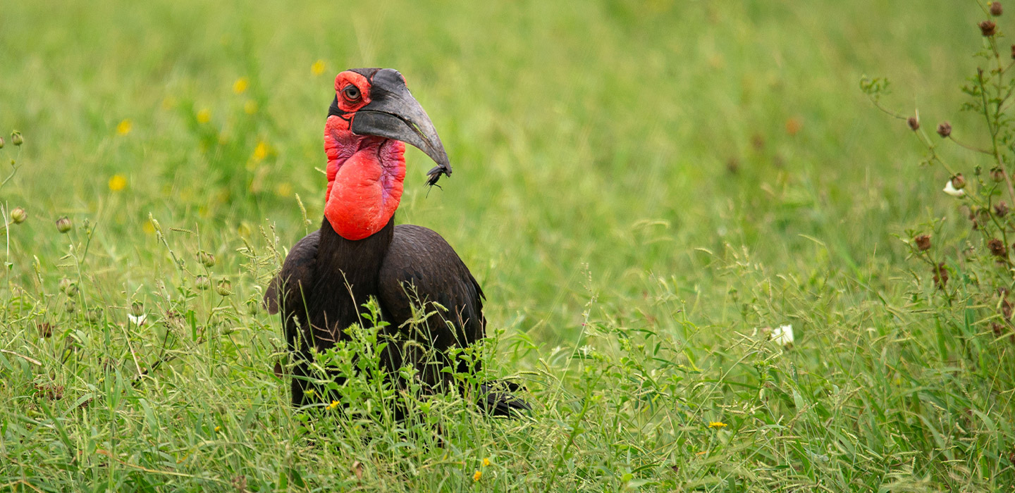 Ground Hornbill