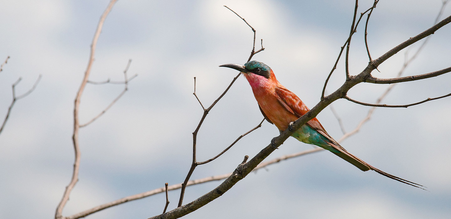 Bee-eater